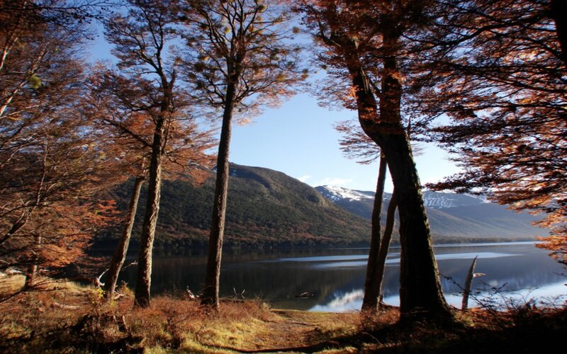 Autumn Forest Lake — Brown, Serene, Photograph