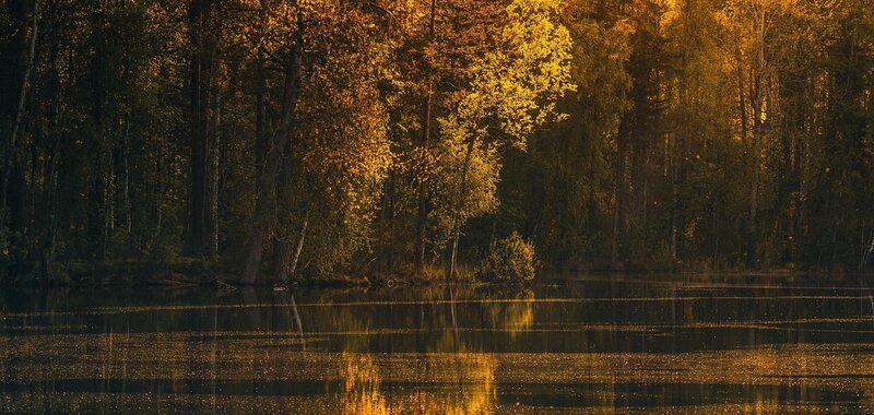 Autumn Forest Lake — Gold, Serene, Photograph, Trees