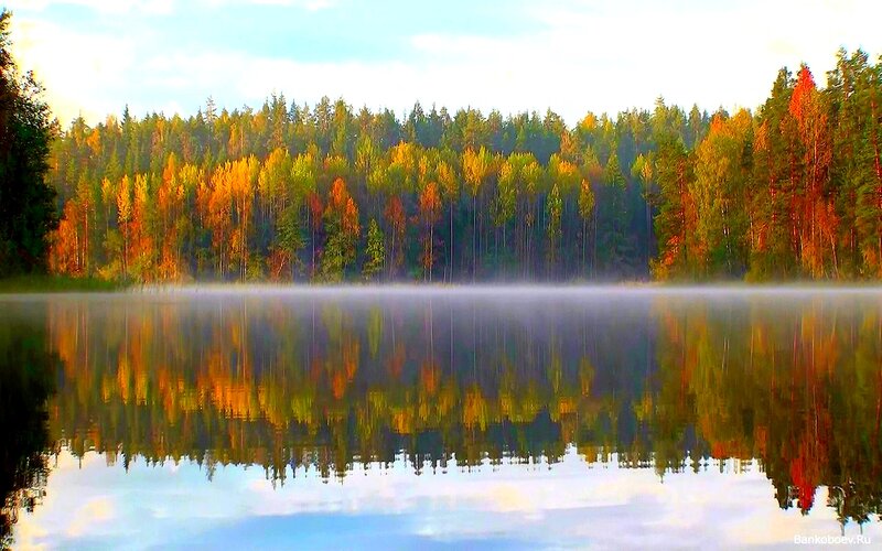 Autumn Forest Lake — Green, Serene, Morning, Photograph