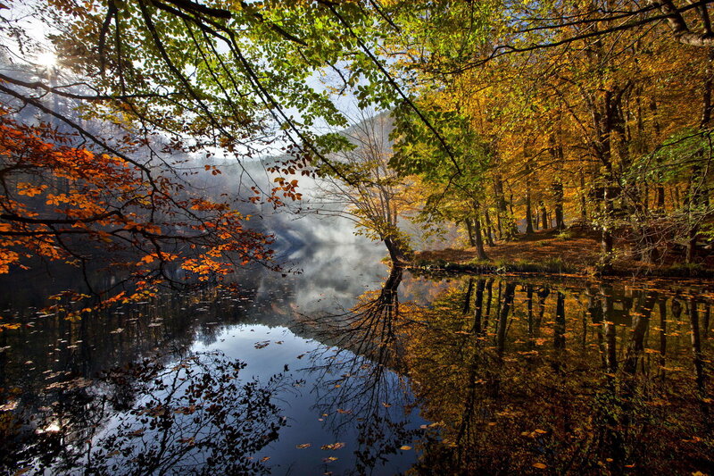 Autumn Forest Lake — Green, Serene, Morning, Photograph, Trees, Reflection