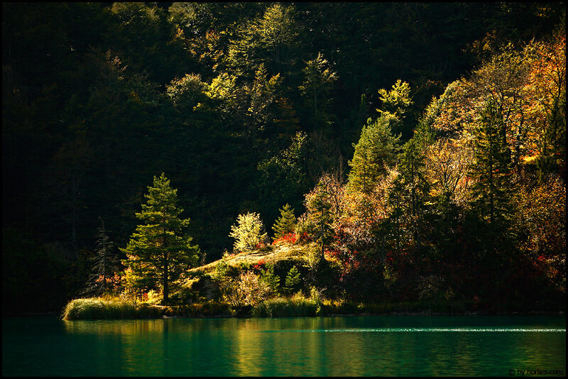 Autumn Forest Lake — Green, Serene, Photograph