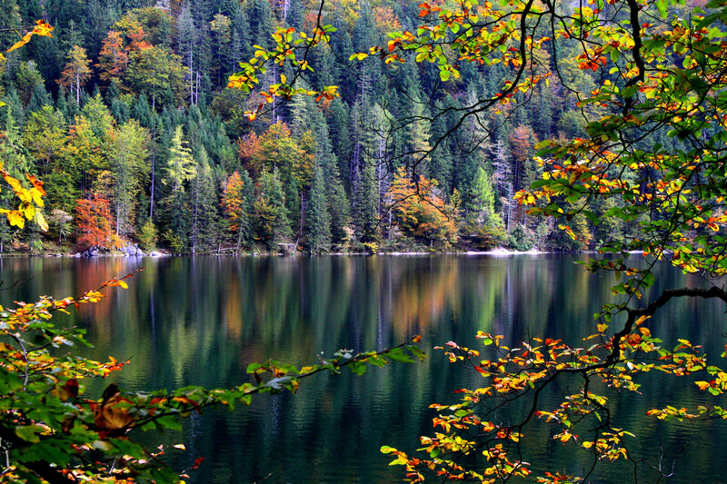 Autumn Forest Lake — Green, Serene, Photograph, Trees, Branches