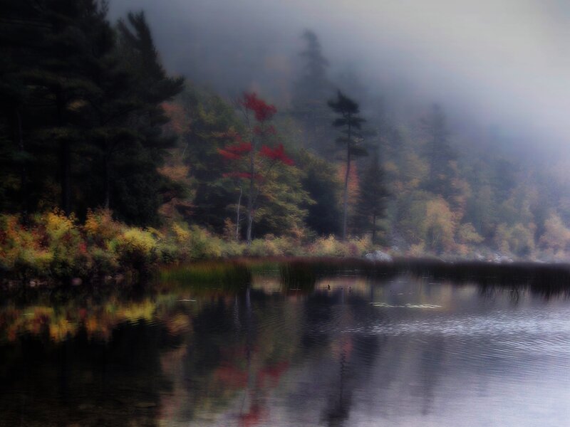 Autumn Forest Lake — Green, Serene, Photograph, Trees, Fog