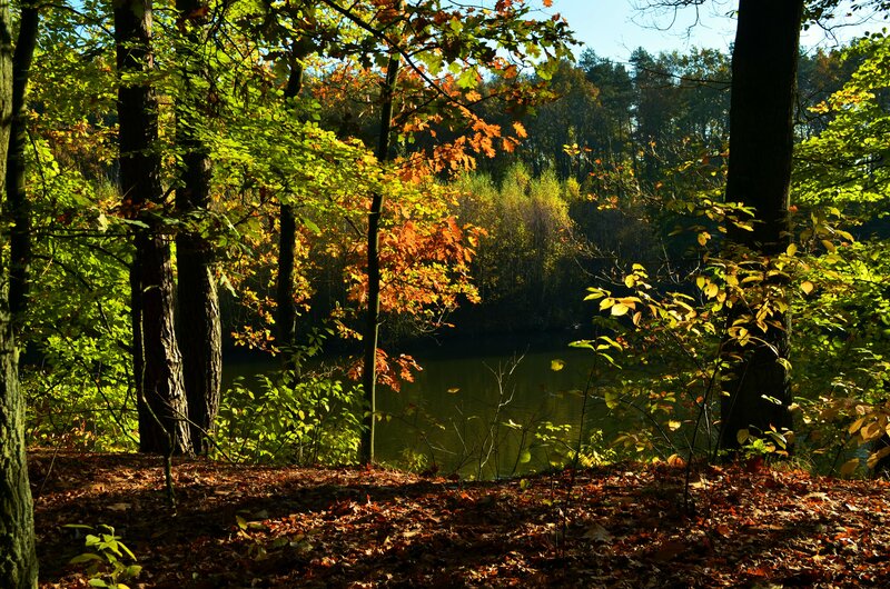 Autumn Forest Lake — Green, Serene, Photograph, Trees, Leaves