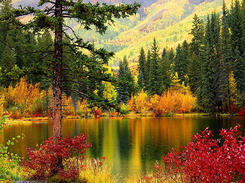 Autumn Forest Lake — Green, Serene, Photograph, Trees, Mountain, Bushes