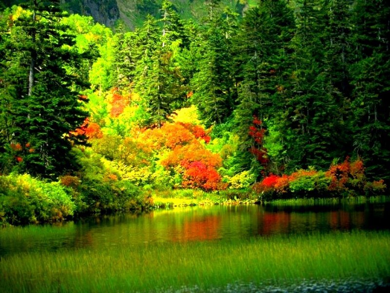 Autumn Forest Lake — Green, Serene, Photograph, Trees, Red