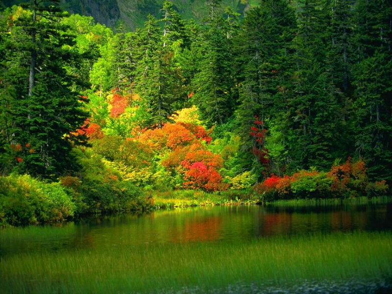 Autumn Forest Lake — Green, Serene, Photograph, Trees, Red, Yellow
