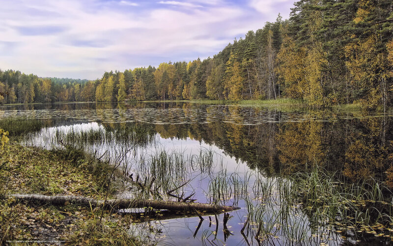 Autumn Forest Lake — Green, Serene, Photograph, Trees, Reflection, Fallen Log, Reeds