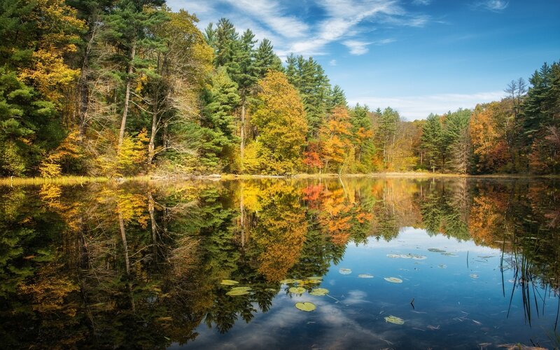 Autumn Forest Lake — Green, Serene, Photograph, Trees, Reflection, Lily Pads