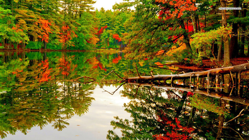 Autumn Forest Lake — Green, Serene, Photograph, Trees, Reflection, Log
