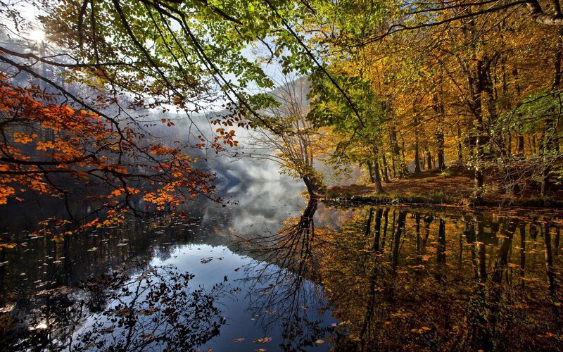 Autumn Forest Lake — Green, Serene, Photograph, Trees, Reflection, Mist