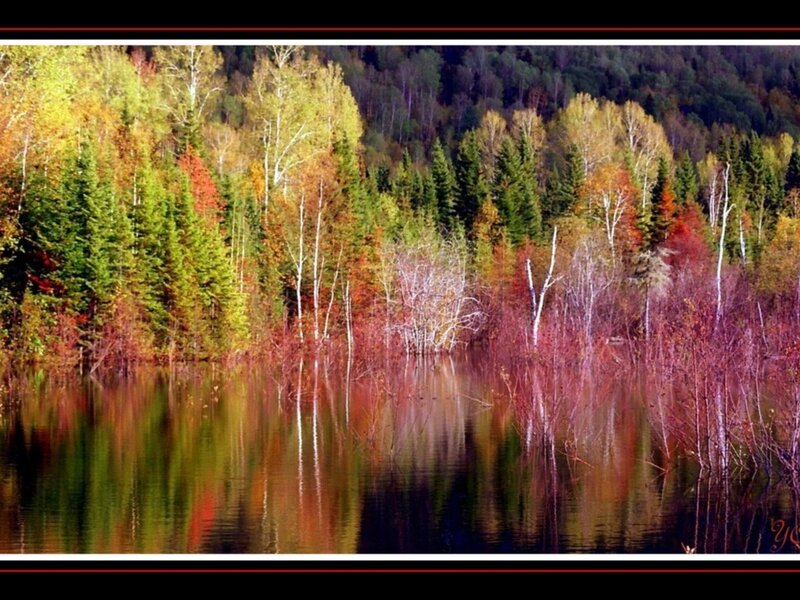 Autumn Forest Lake — Green, Serene, Photograph, Trees, Reflection, Red
