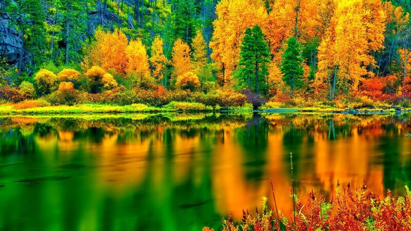 Autumn Forest Lake — Green, Serene, Photograph, Trees, Reflection, Riverbank