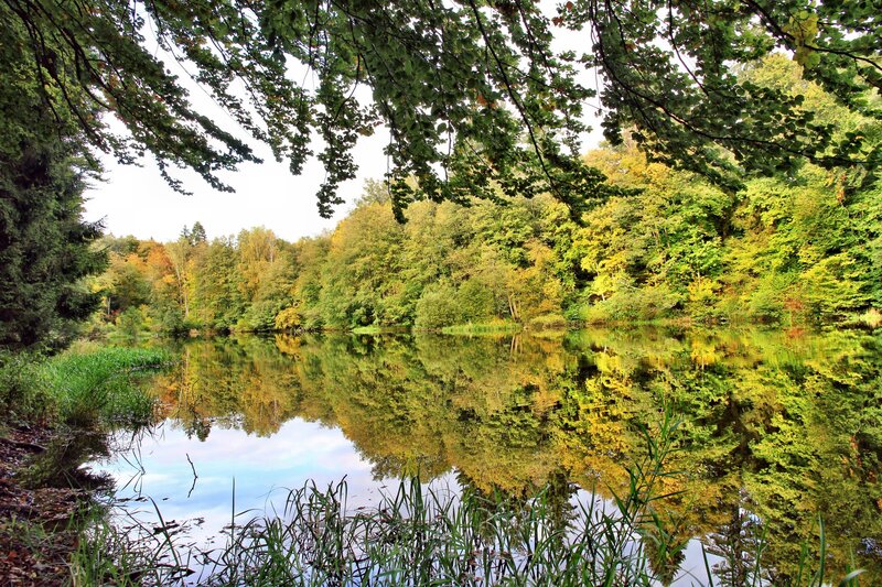 Autumn Forest Lake — Green, Serene, Photograph, Trees, Reflection, Riverbank, Yellow