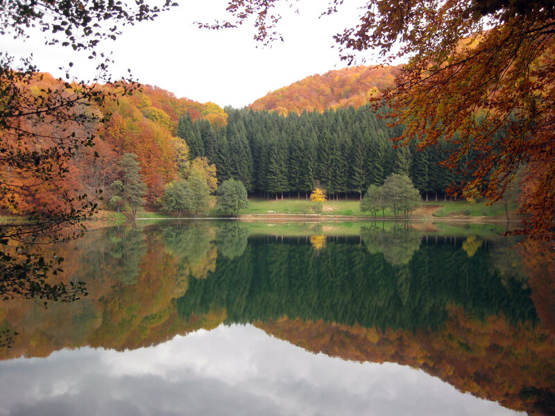 Autumn Forest Lake — Green, Serene