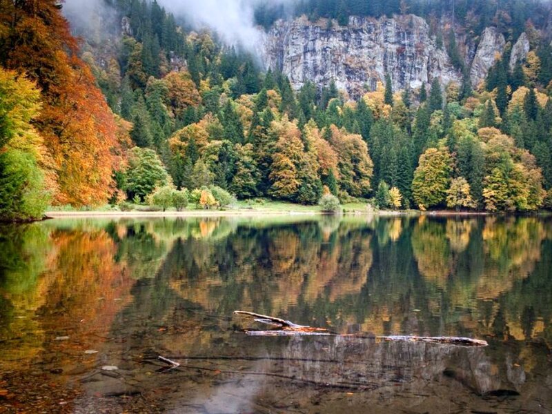 Autumn Forest Lake — Green