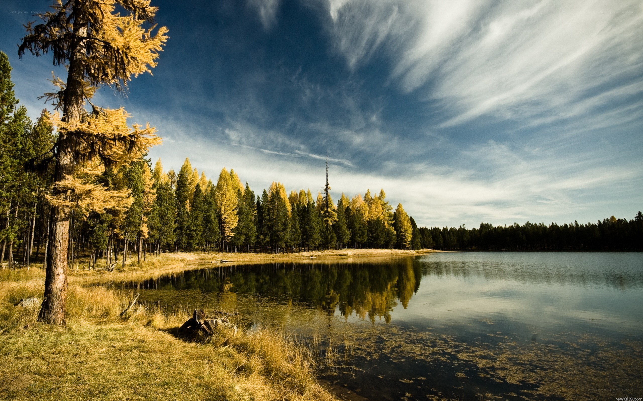 Autumn forest lake landscape