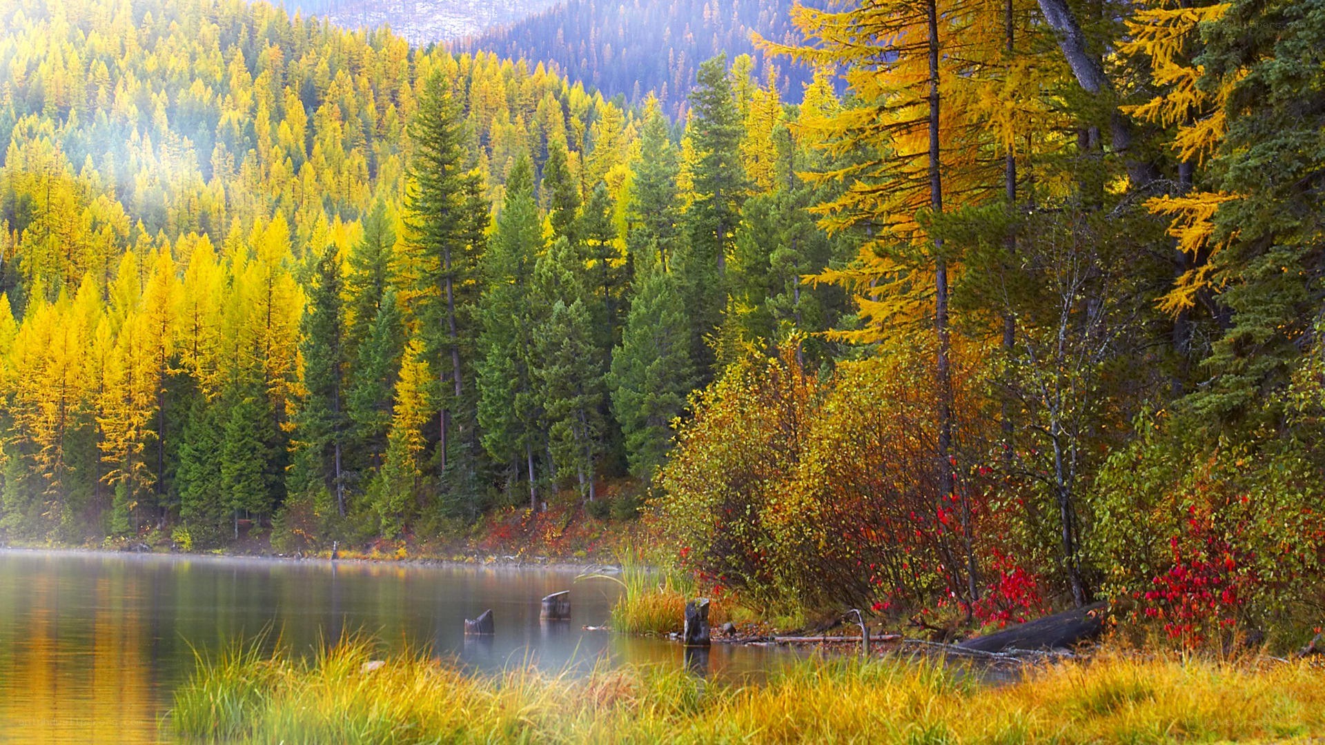 Autumn forest lake landscape