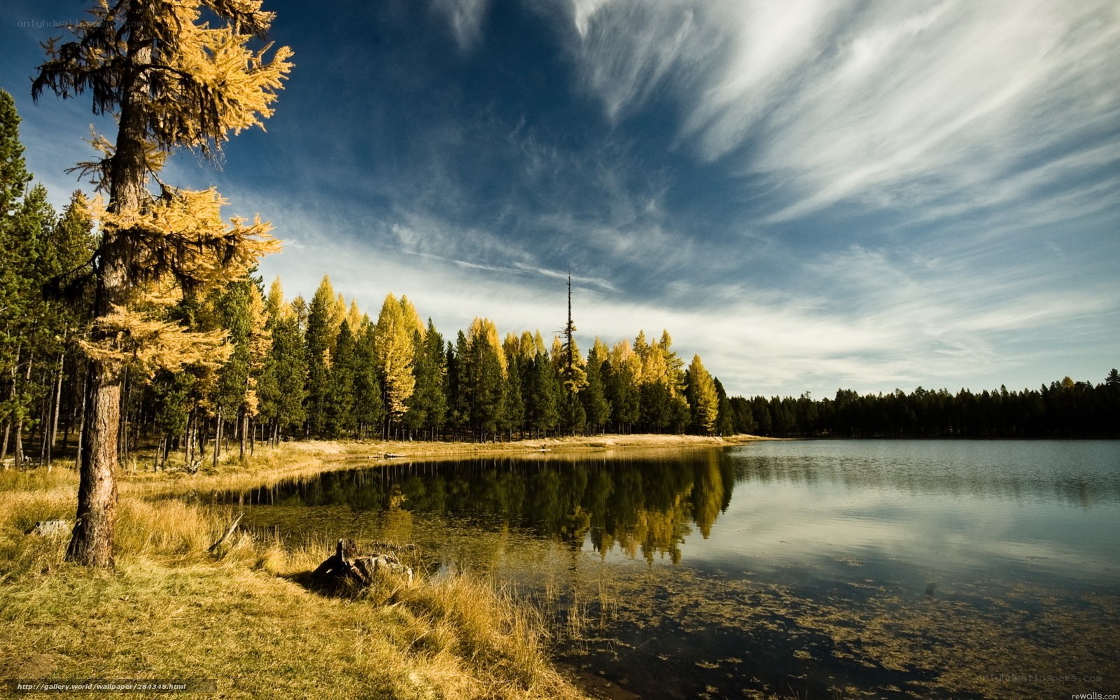 Autumn forest lake landscape