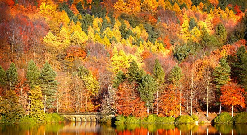 Autumn Forest Lake — Orange, Serene, Photograph, Trees, Bridge, Reflection