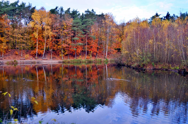 Autumn Forest Lake — Orange, Serene, Photograph, Trees, Ducks
