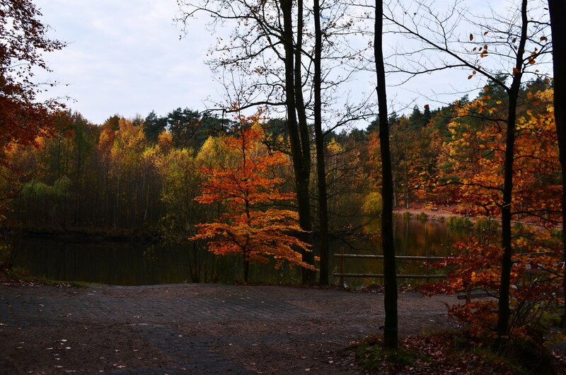 Autumn Forest Lake — Orange, Serene, Photograph, Trees, Path
