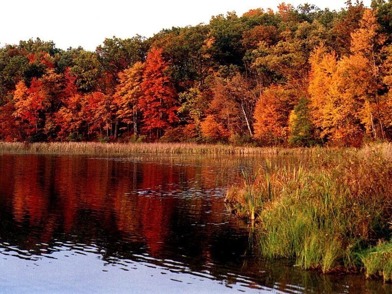 Autumn Forest Lake — Orange, Serene, Photograph, Trees, Reeds, Red