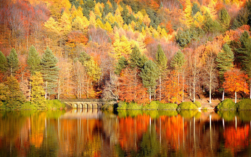 Autumn Forest Lake — Orange, Serene, Photograph, Trees