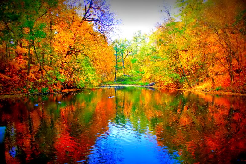 Autumn Forest Lake — Orange, Serene, Photograph, Trees, Water, Ducks