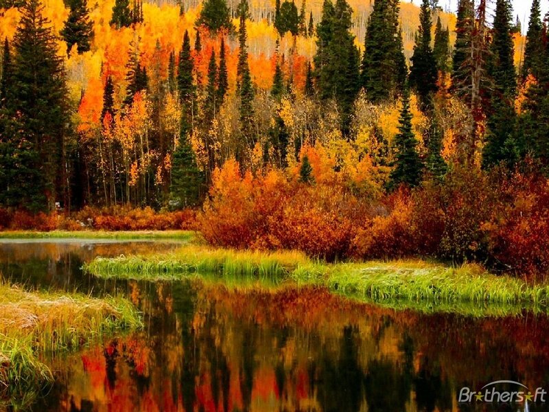 Autumn Forest Lake — Orange, Serene, Photograph, Trees, Water, Grass, Green