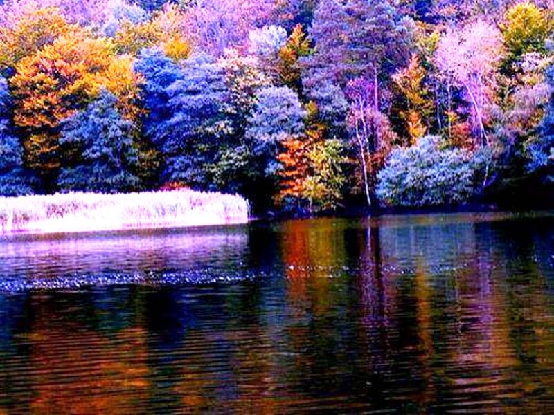 Autumn Forest Lake — Purple, Serene