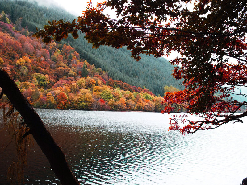 Autumn Forest Lake — Red, Serene, Photograph, Tree Branch