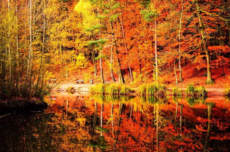 Autumn Forest Lake — Red, Serene, Photograph, Trees, Bench