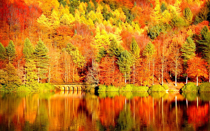 Autumn Forest Lake — Red, Serene, Photograph, Trees, Bridge, Reflection