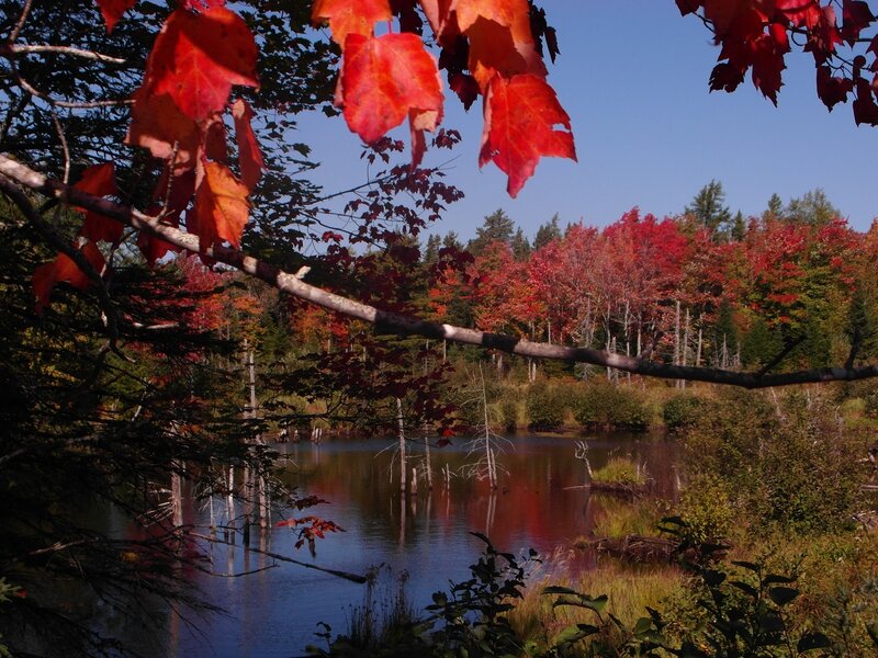 Autumn Forest Lake — Red, Serene, Photograph, Trees, Leaves, Sky