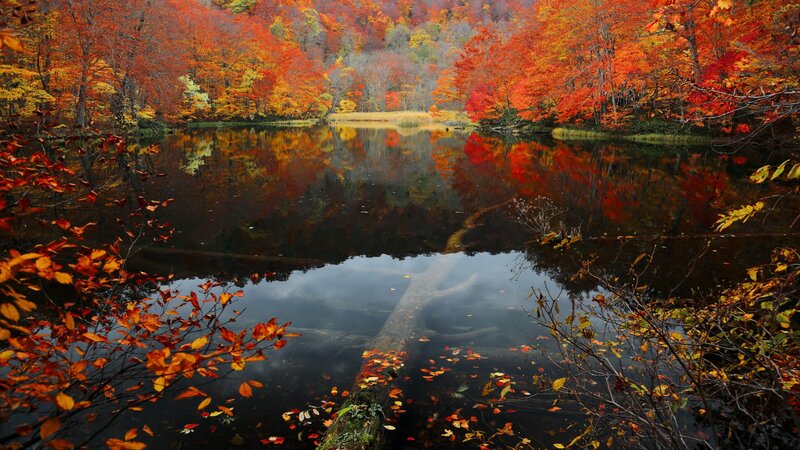 Autumn Forest Lake — Red, Serene, Photograph, Trees, Reflection, Fallen Leaves