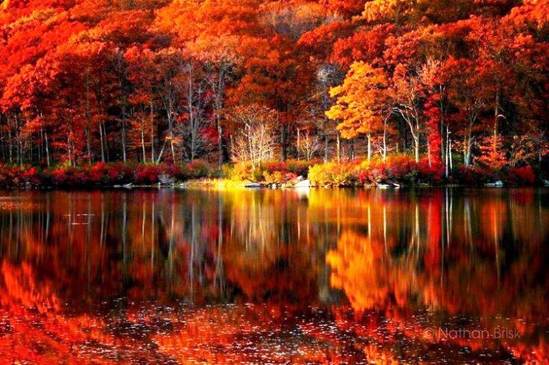 Autumn Forest Lake — Red, Serene, Photograph, Trees, Reflection, Water