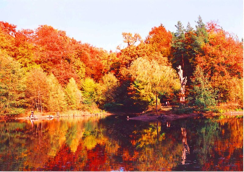 Autumn Forest Lake — Red, Serene, Photograph, Trees, Reflection, Weeping Willow