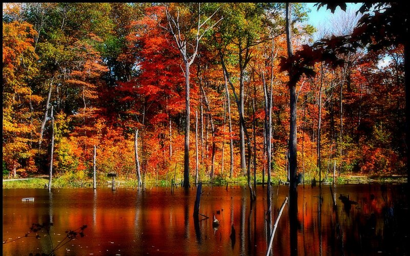 Autumn Forest Lake — Red, Serene, Photograph, Trees, Water, Reflection
