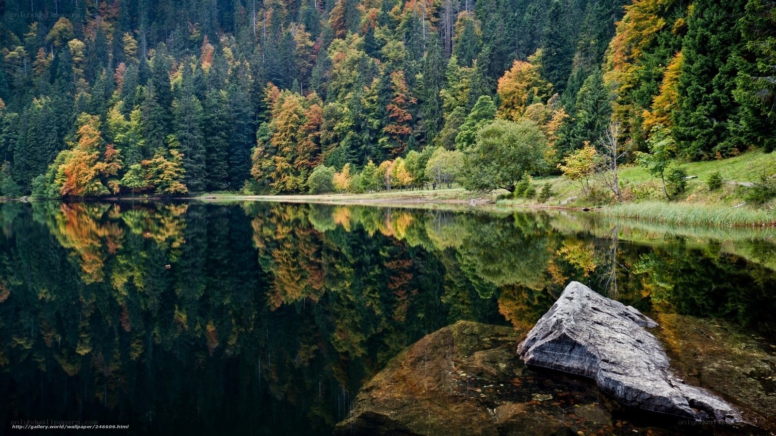 Autumn forest lake reflection