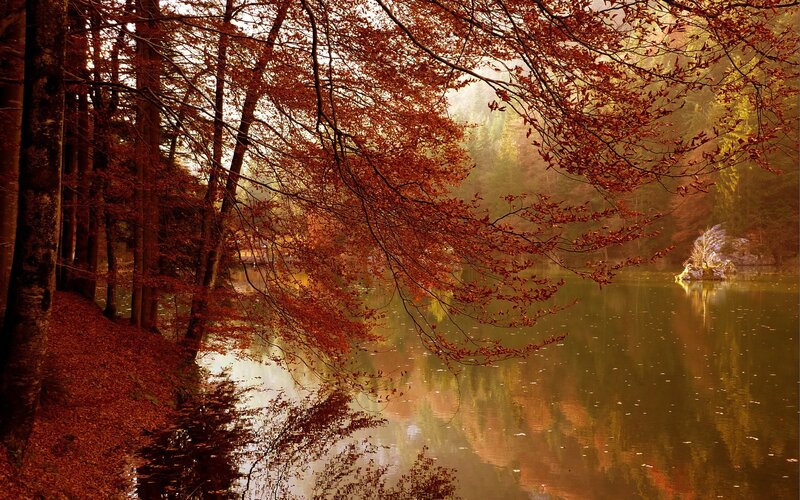Autumn forest lake reflection