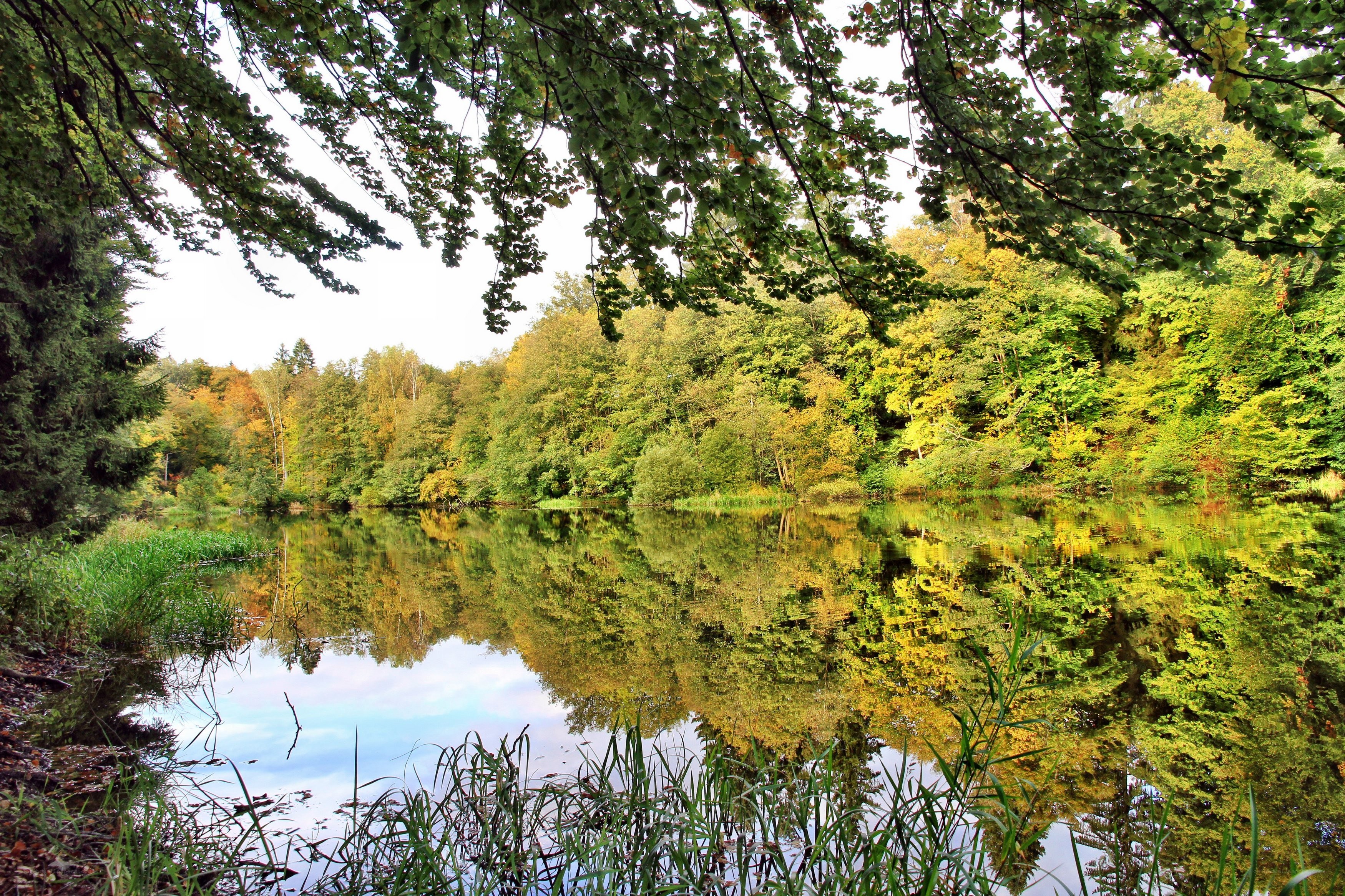 Autumn forest lake reflection