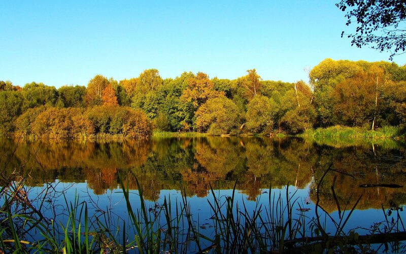 Autumn forest lake reflection