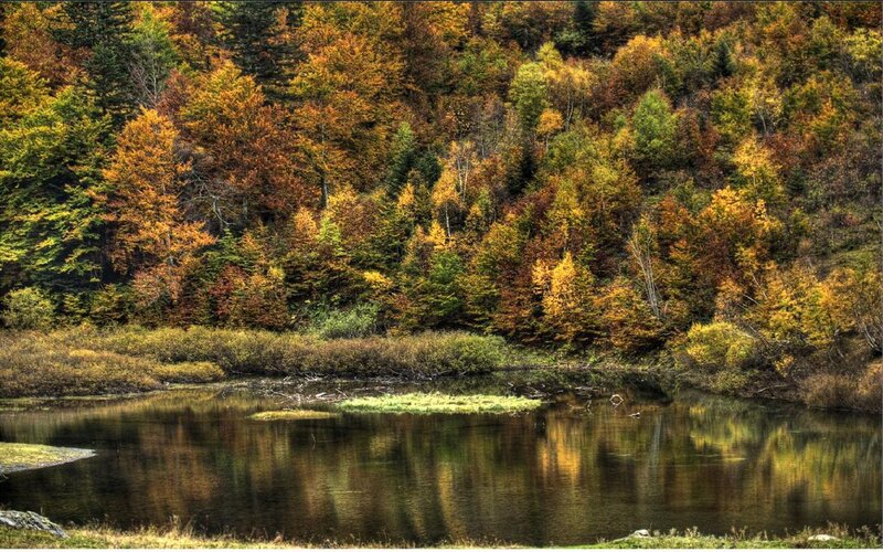 Autumn forest lake reflection