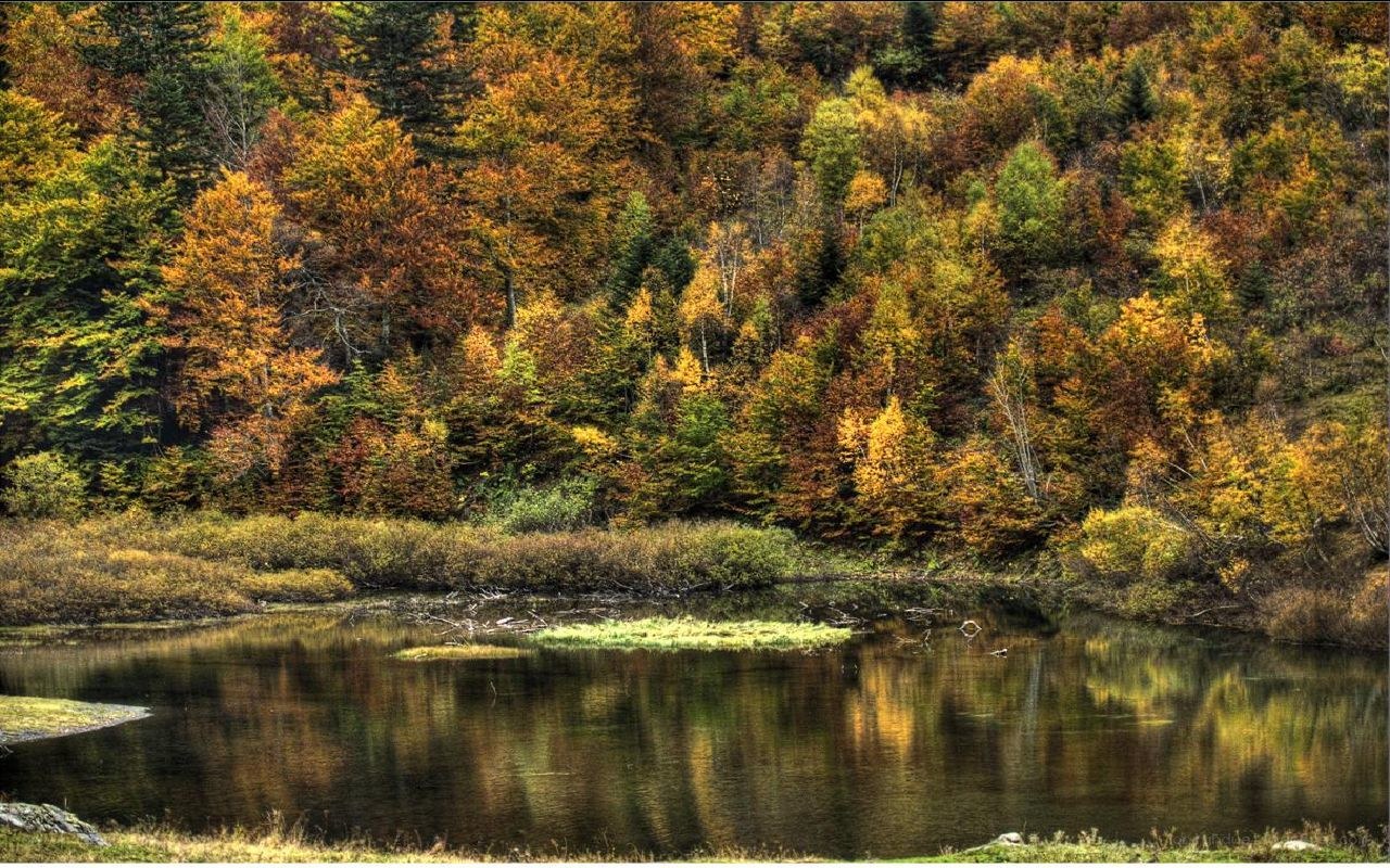 Autumn forest lake reflection