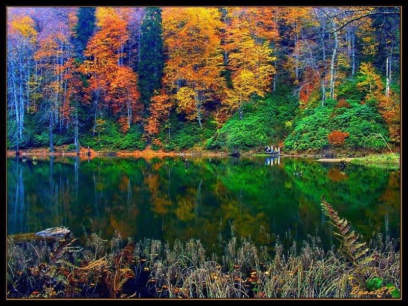 Autumn forest lake reflection
