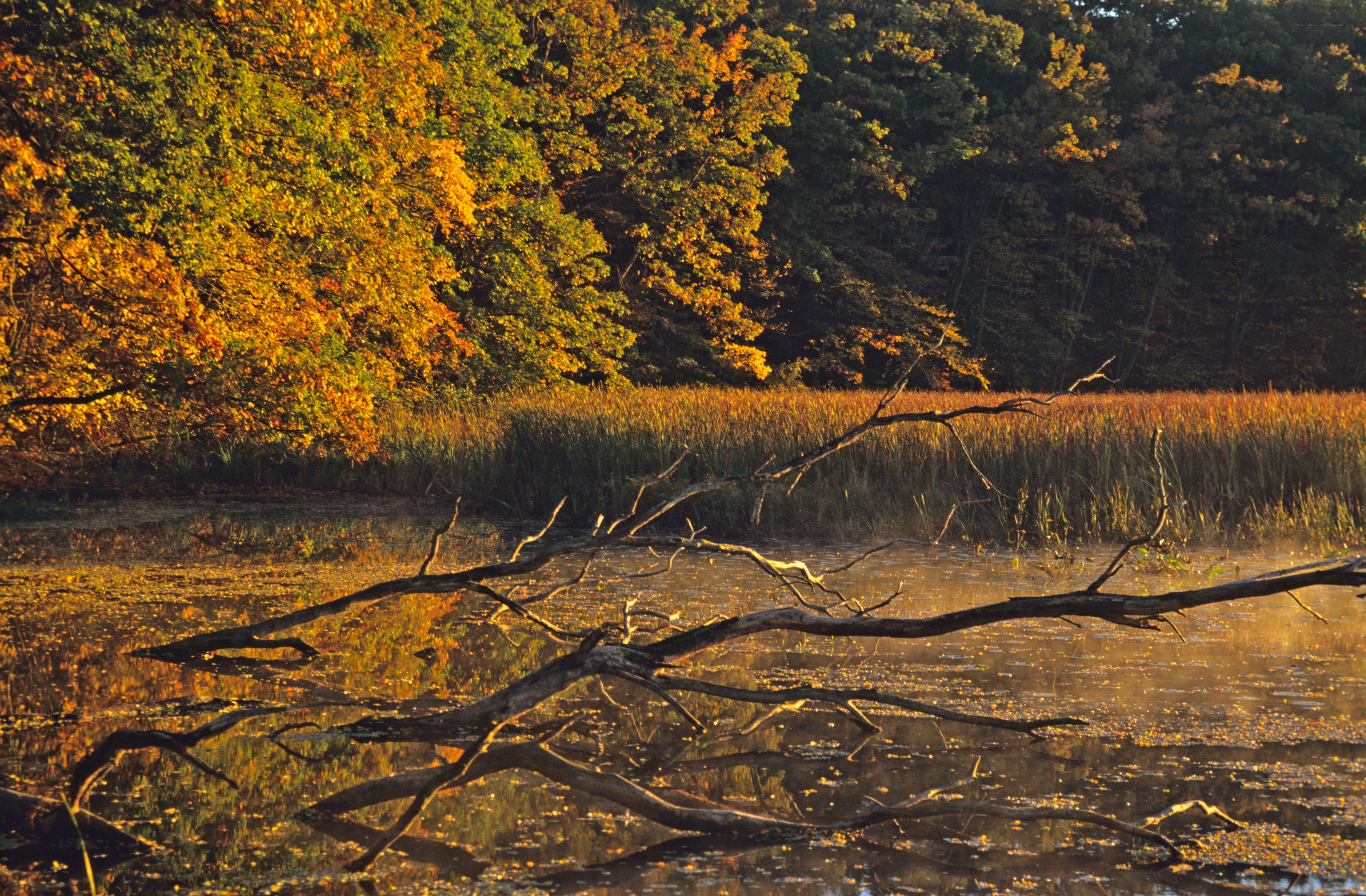 Autumn forest lake scene