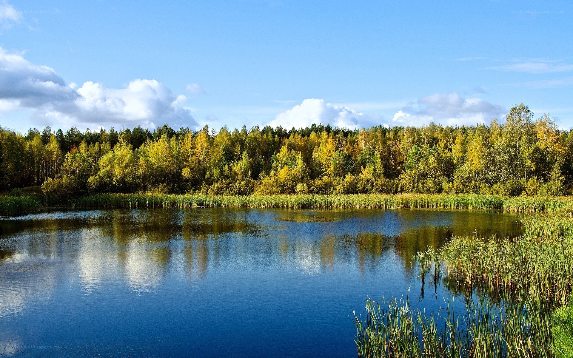 Autumn forest lake scene
