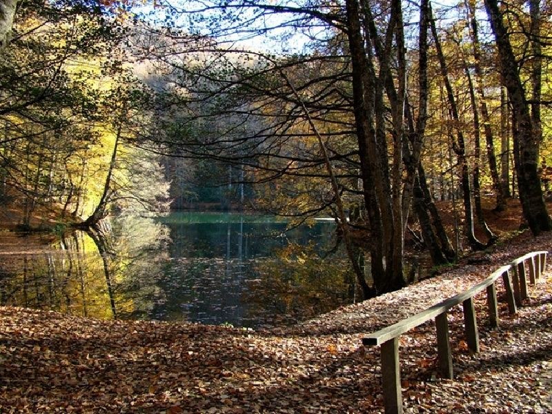 Autumn forest lake scene
