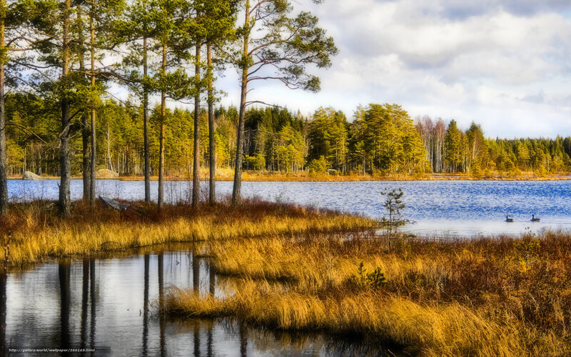 Autumn forest lake scene